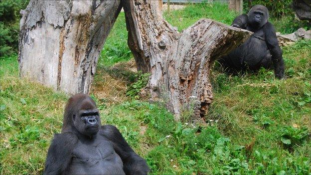 Gorillas at Durrell