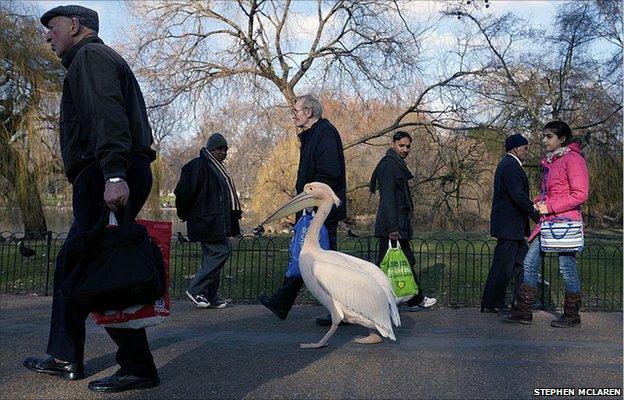 Pelican in St James' Park