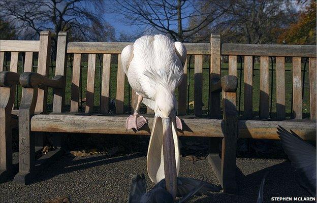 Pelican and pigeon