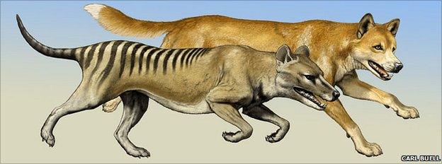 Thylacine (foreground) with dingo (background)