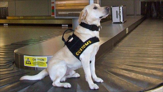 Drug detector dog Barley