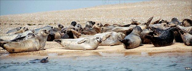 Harbour seals on land