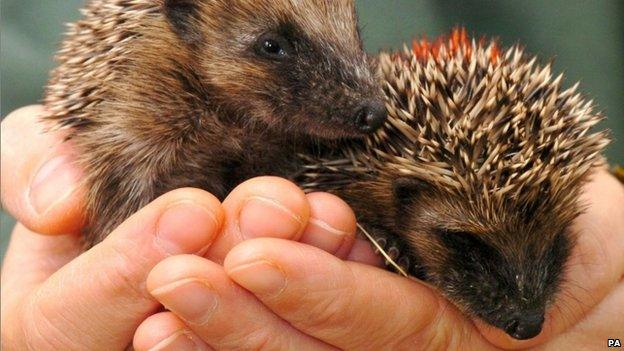 Baby hedgehogs