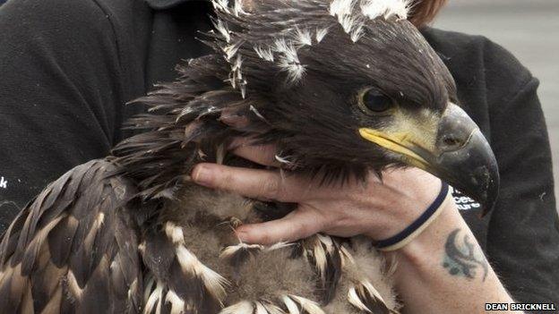 Sea eagle arriving in Scotland/Pic: Dean Bricknell
