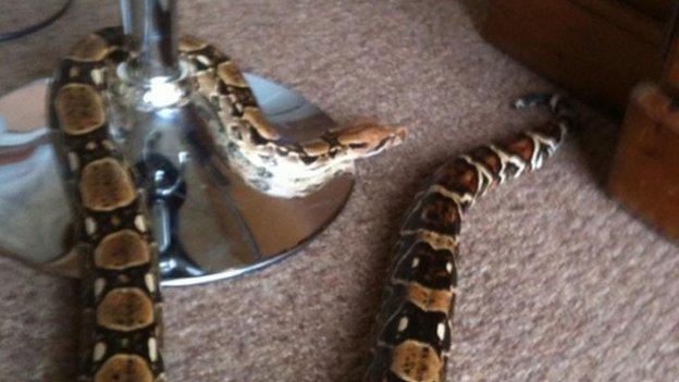Diva, the snake that went missing