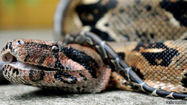 A boa snake like the one that escaped