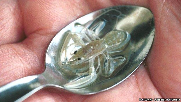 Thousands of tiny baby lobsters are heading to the Isles of Scilly to be released into the sea