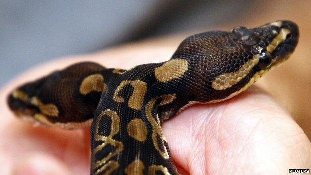 Two-headed snake