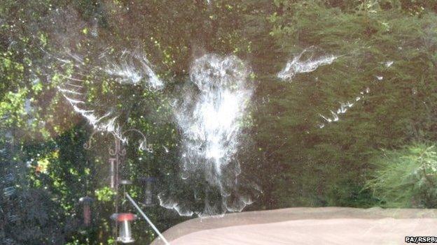 The silhouette of an owl on a window pane after the bird crashed into the window