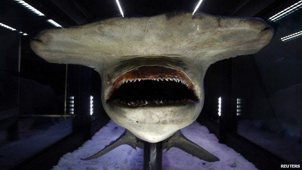 Great Hammerhead Shark