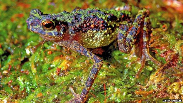 Borneo rainbow toad