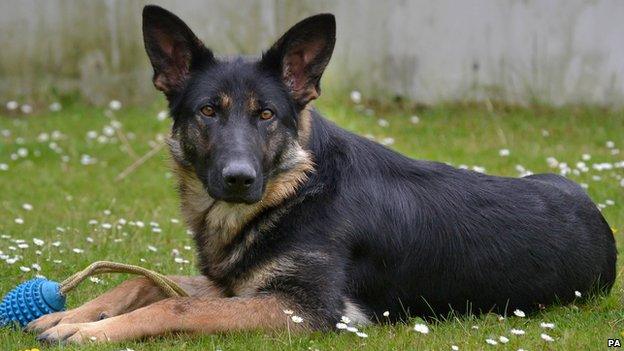 Vegas isn't allowed to be a police dog as she isn't brave enough!