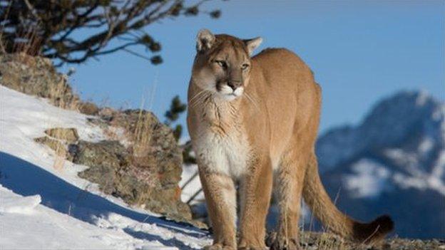 Mountain lion stock photo