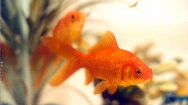 Generic goldfish - not the actual fish