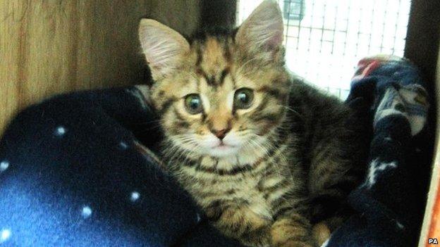 Princess the kitten