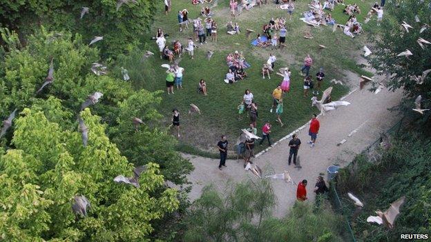 1.5 million bats are thought to be taking over the skies in Austin, Texas.