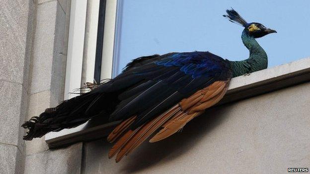 A peacock that escaped from New York City's Central Park Zoo sits perched on a fifth floor windowsill in New York