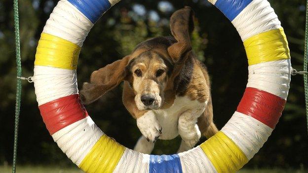 Dog jumping through a hoop.