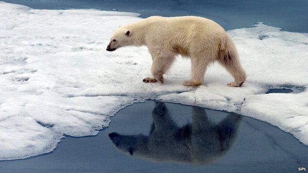 A British man has been killed by a polar bear in Norway.