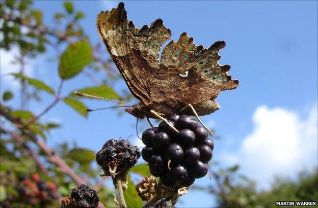 Comma butterfly (Credit: Martin Warren)