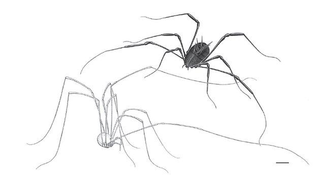Harvestmen artist impression