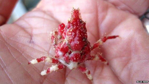 A rare spider crab