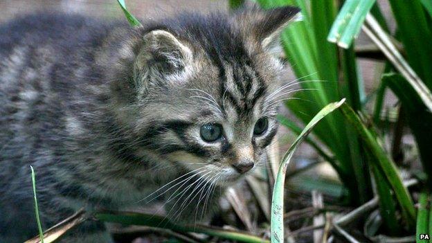 Scottish wildcat