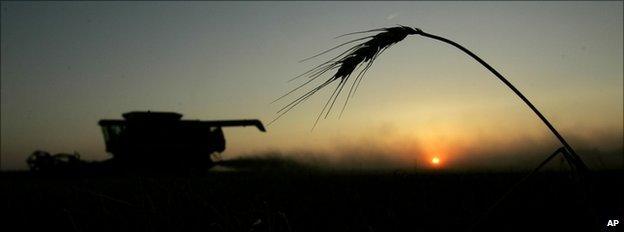 Wheat farming