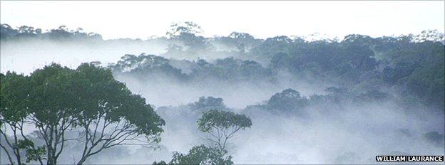 Dawn over amazon rainforest