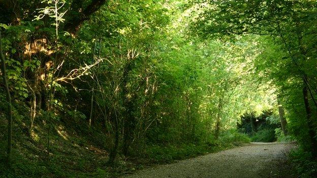 An English forest