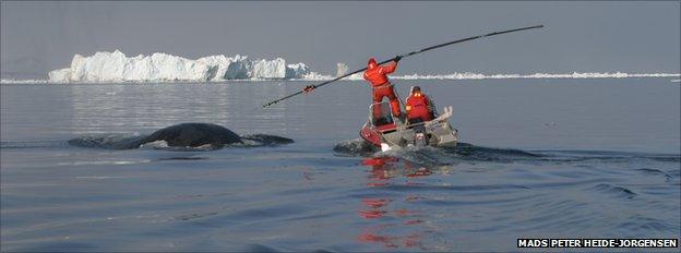 Tagging a bowhead