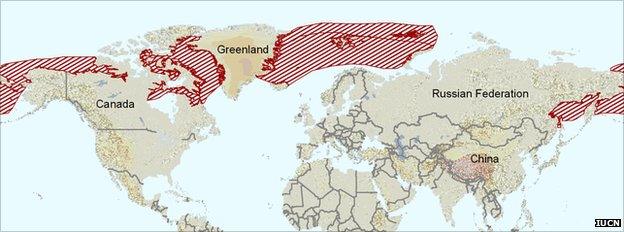 Map of bowhead distribution