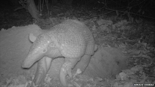 Giant armadillo in Brazil