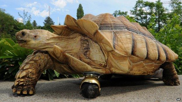 Tortoise that's had its amputated front leg replaced with a wheel