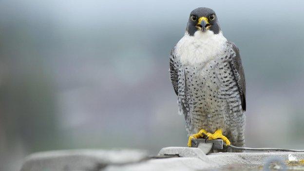 Peregrine falcons like this one were found poisoned in Cornwall.