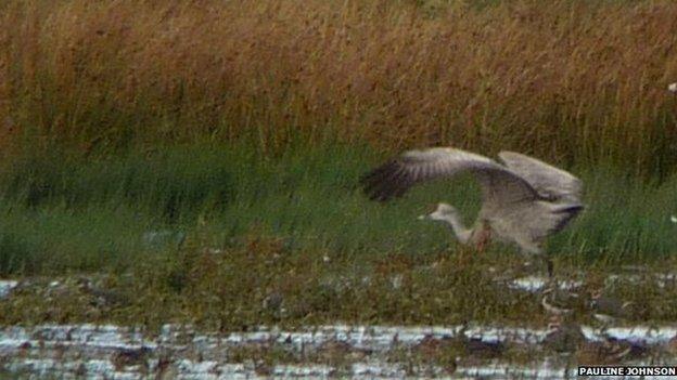 Sandhill crane in Scotland