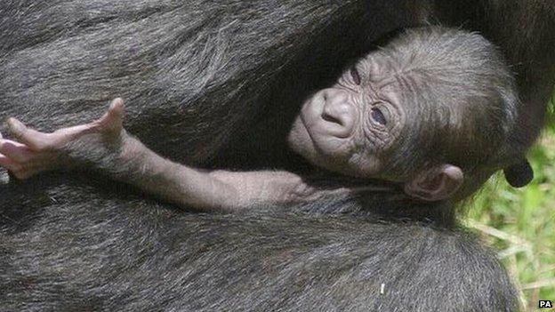 Baby western lowland gorilla