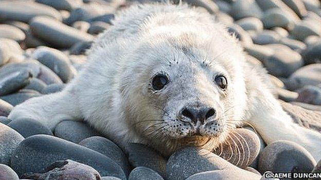 Grey seal pup. Pic: Graeme Duncan