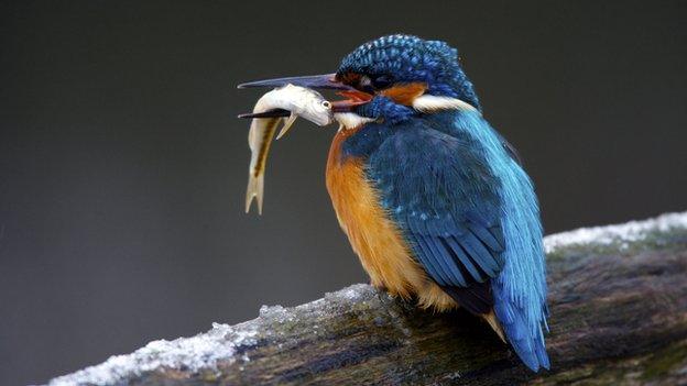 Kingfisher