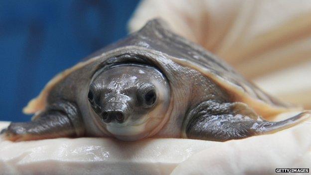 Pig-nosed turtle