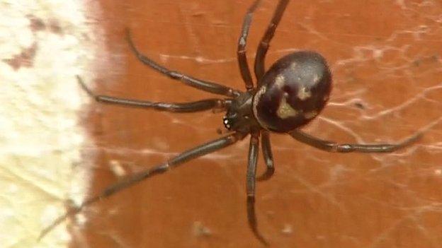 False widow spider