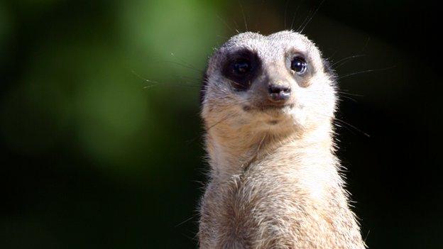 Meerkat