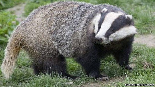 Badger with head turned