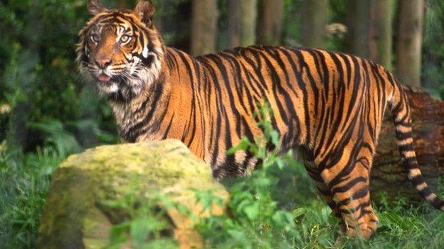 Tiger in a zoo