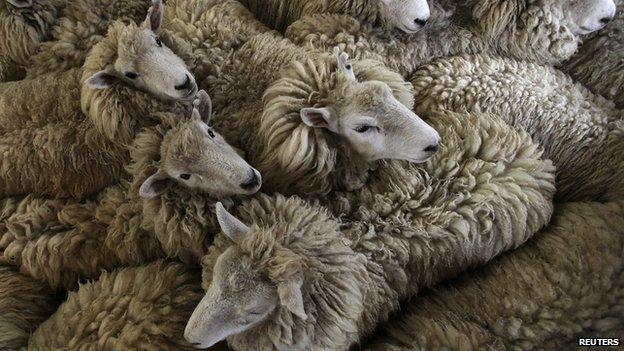 Sheep