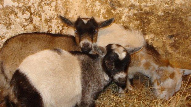 The pygmy goats