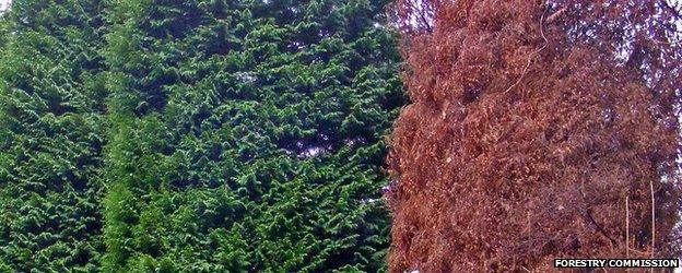 Lawson cypress killed by Phytophthora lateralis (Image: Forestry Commission)