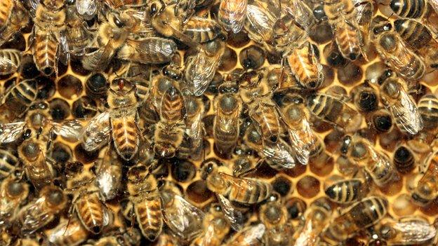 Honey bees