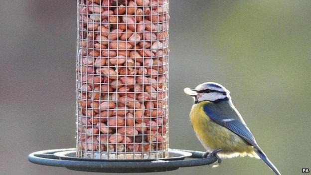 Blue tit bird on a feeder