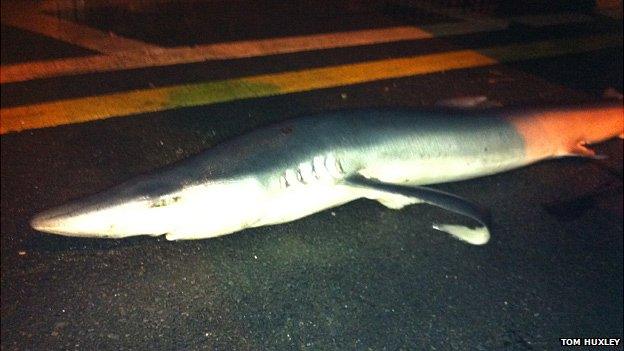 Shark on the road